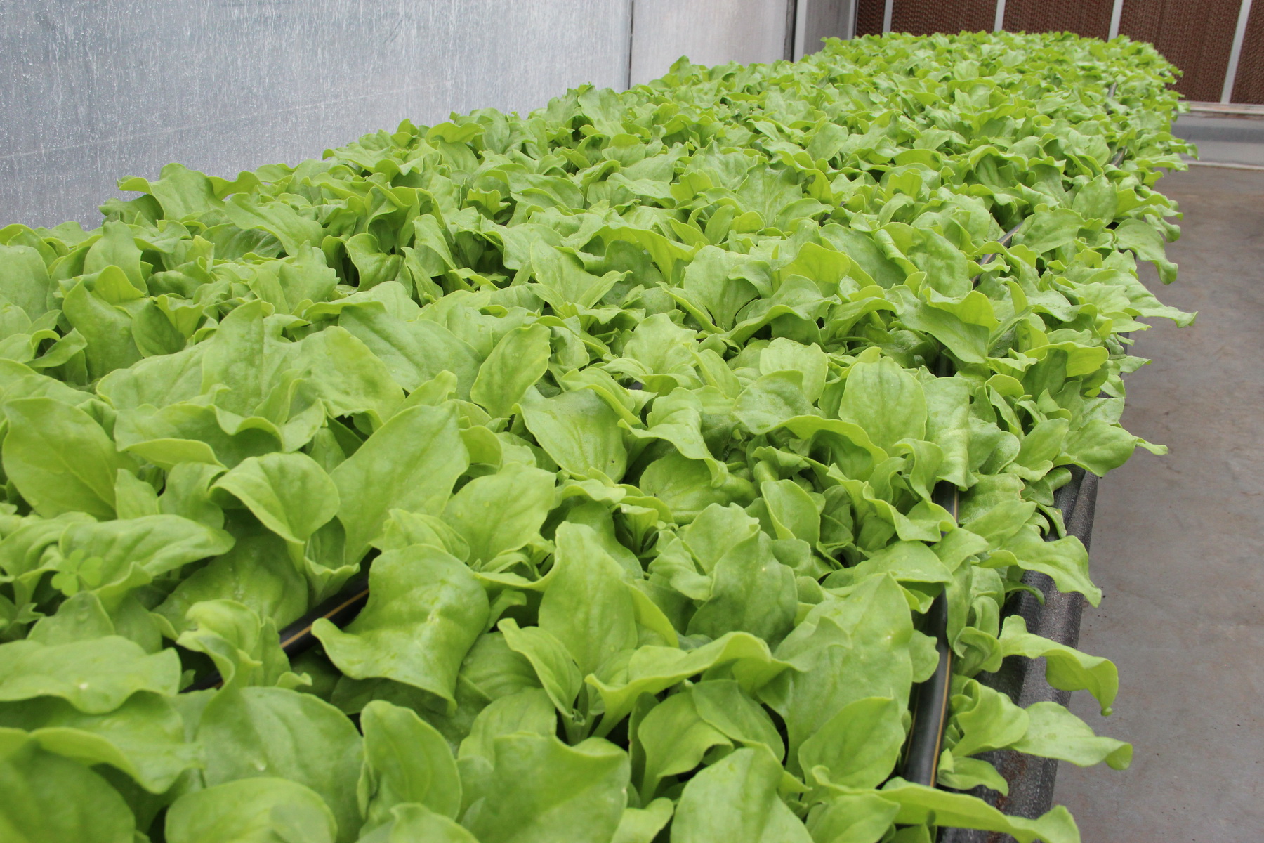 「愛‧幸福」冰花